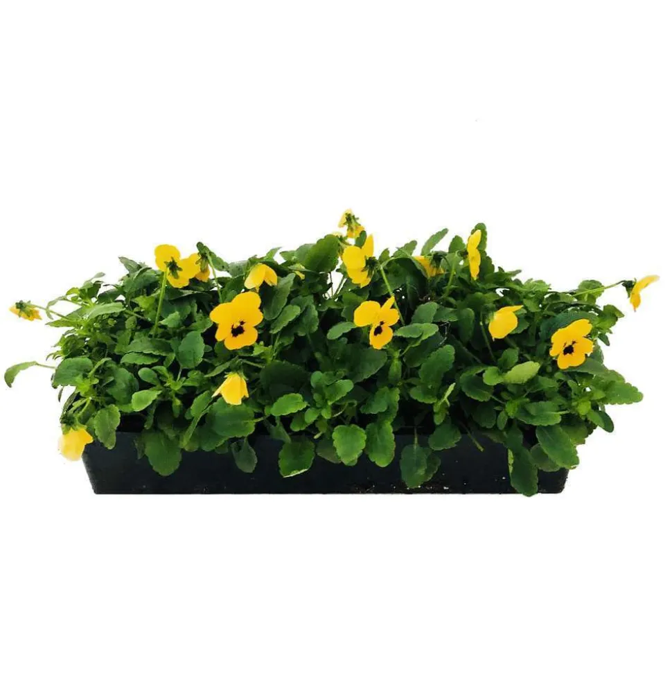TRUFFAUT - Viola cornuta : barquette de 10 plants - Coloris variables