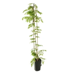 TRUFFAUT - Wisteria floribunda Alba : ctr de 3 litres