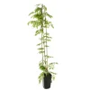 TRUFFAUT - Wisteria sinensis, pot 3 litres