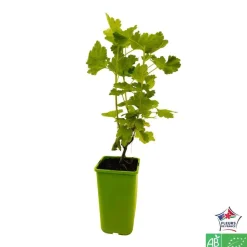 TRUFFAUT AB - Caseille 'Josta' bio : pot de 1,5 litres