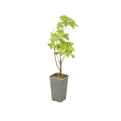 TRUFFAUT AB - Cassis 'Black Marble'® : AB pot 1.5L