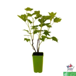 TRUFFAUT AB - Cassissier 'Andega' bio : pot de 1,5 litres