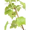TRUFFAUT AB - Cassissier 'Andega' bio : pot de 3 litres
