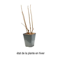 TRUFFAUT AB - Cassissier 'Andega' bio : pot de 3 litres