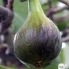 TRUFFAUT AB - Figuier 'Brown Turkey': bio pot 3L