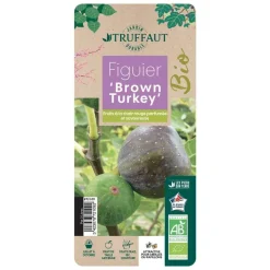 TRUFFAUT AB - Figuier 'Brown Turkey': bio pot 3L