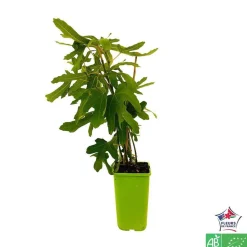 TRUFFAUT AB - Figuier 'Brown Turkey': bio pot 1,5L