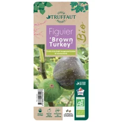 TRUFFAUT AB - Figuier 'Brown Turkey': bio pot 1,5L