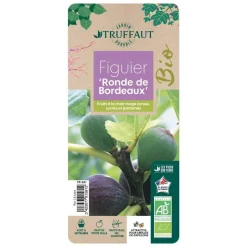 TRUFFAUT AB - Figuier 'Ronde de Bordeaux':AB pot 1,5L