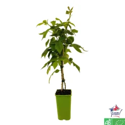 TRUFFAUT AB - Framboisier 'Autumn Bliss' bio - pot de 1,5L