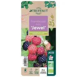 TRUFFAUT AB - Framboisier 'Black Jewel' bio - pot de 1,5L