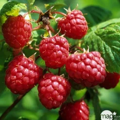 TRUFFAUT AB - Framboisier 'Héritage' bio - pot de 1,5L