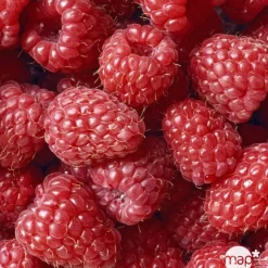 TRUFFAUT AB - Framboisier 'Glen Ample' bio : pot de 3 litres