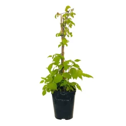 TRUFFAUT AB - Framboisier 'Glen Ample' bio : pot de 3 litres