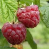 TRUFFAUT AB - Framboisier 'Glen Ample' bio - pot de 1,5 L