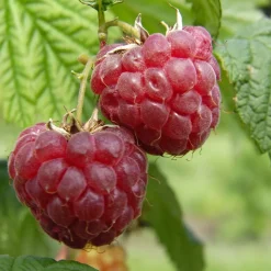 TRUFFAUT AB - Framboisier 'Glen Ample' bio - pot de 1,5 L