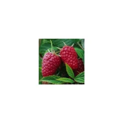 TRUFFAUT AB - Framboisier 'Zeva' bio - pot de 1,5 L
