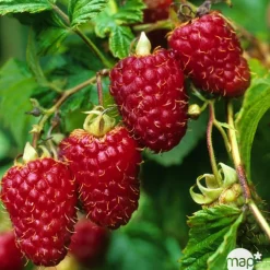 TRUFFAUT AB - Framboisier 'Zeva' bio - pot de 1,5 L