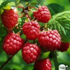TRUFFAUT AB - Framboisier 'Héritage' bio : pot de 3 litres