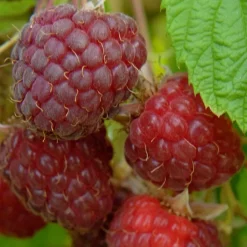 TRUFFAUT AB - Framboisier 'Willamette' bio : pot de 3 litres