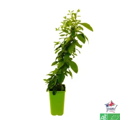 TRUFFAUT AB - Goji bio : pot de 1,5 litres