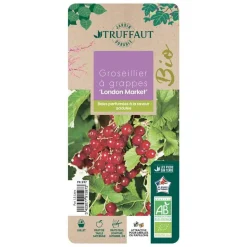 TRUFFAUT AB - Groseillier à grappes 'London Market' bio : pot de 1,5 litres