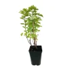 TRUFFAUT AB - Groseillier grappes 'London Market' bio : pot de 3 litres