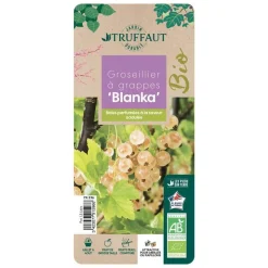 TRUFFAUT AB - Groseillier à grappes 'Blanka' bio : pot de 1,5 litres