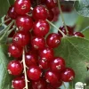 TRUFFAUT AB - Groseillier à grappes 'Jonkheer van Tets' bio: pot 1,5 litres