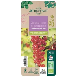 TRUFFAUT AB - Groseillier à grappes 'Jonkheer van Tets' bio: pot 1,5 litres