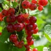 TRUFFAUT AB - Groseillier à grappes rouge 'Jonkheer van Tets' bio : pot de 3 litres