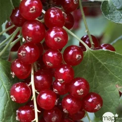 TRUFFAUT AB - Groseillier à grappes rouge 'Jonkheer van Tets' bio : pot de 3 litres