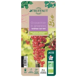 TRUFFAUT AB - Groseillier à grappes rouge 'Jonkheer van Tets' bio : pot de 3 litres