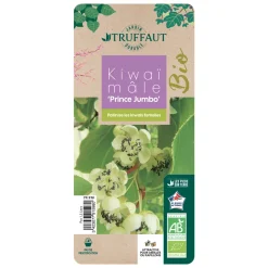 TRUFFAUT AB - Kiwaï 'Prince Jumbo' bio : pot de 1,5 litres
