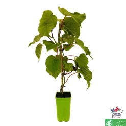 TRUFFAUT AB - Kiwi chinensis 'Hayward' femelle bio : pot de 1,5 litres