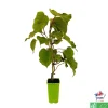 TRUFFAUT AB - Kiwi chinensis 'Tomuri' mâle bio : pot de 1,5 litres