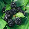 TRUFFAUT AB - Mûrier 'Dirksen Thornless' bio : pot de 1,5 litres