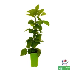 TRUFFAUT AB - Mûrier 'Dirksen Thornless' bio : pot de 1,5 litres