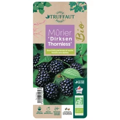 TRUFFAUT AB - Mûrier 'Dirksen Thornless' bio : pot de 1,5 litres