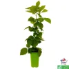 TRUFFAUT AB - Mûrier 'Triple Crown' bio : pot de 1,5 litres