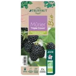 TRUFFAUT AB - Mûrier 'Triple Crown' bio : pot de 1,5 litres