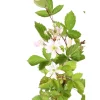 TRUFFAUT AB - Mure 'Triple Crown' bio : pot de 3 litres