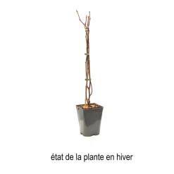 TRUFFAUT AB - Mure 'Triple Crown' bio : pot de 3 litres