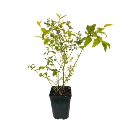 TRUFFAUT AB - Myrtillier 'Brigitta Blue' bio : pot de 3 litres