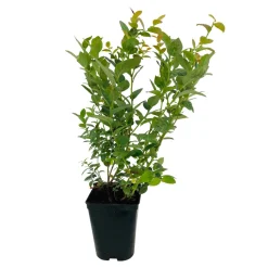 TRUFFAUT AB - Myrtillier 'Darrow' bio : pot de 3 litres