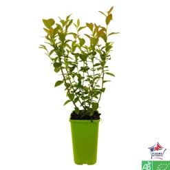TRUFFAUT AB - Myrtillier 'Reka' bio : pot de 1,5 litres