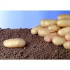 TRUFFAUT AB - Plants de pommes de terre 'Monalisa' Bio en clayette x60