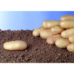 TRUFFAUT AB - Plants de pommes de terre 'Monalisa' Bio en clayette x60