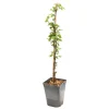 TRUFFAUT AB - Tayberry 'Buckingham' bio : pot de 3 litres