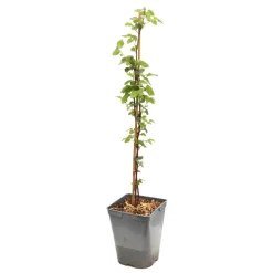 TRUFFAUT AB - Tayberry 'Buckingham' bio : pot de 3 litres